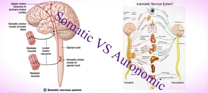 effector organs of the somatic nervous system are