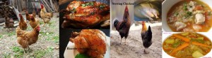 Difference between roaster chicken and stewing chicken