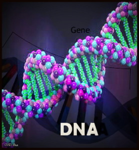 Difference between DNA and Genes
