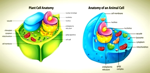 Featured image of post Plant Cell Vs Animal Cell Differences - Cell plate grows from centre towards periphery in protoplasm between.