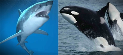 Difference between Shark and Whale