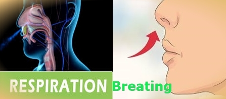 Differences between Respiration and Breathing
