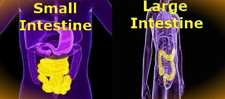 Difference between Small and Large Intestine
