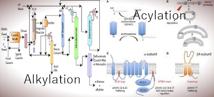 Difference between Alkylation and Acylation
