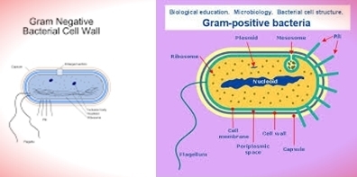 Difference between Gram Positive Bacteria and Gram Negative Bacteria