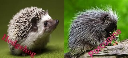 Difference between Hedgehog and Porcupine